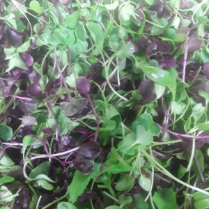 Organic Micro greenso