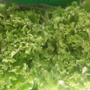 Organic Lettuce frilly green