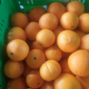 Organic Navel Orange kg